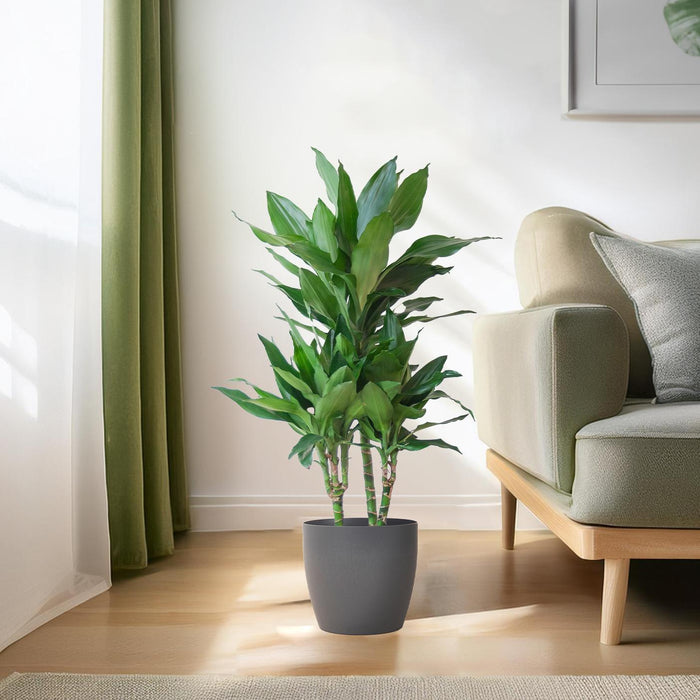 Dracaena  Janet Lindt met Viber grijs - 95cm - Ø21