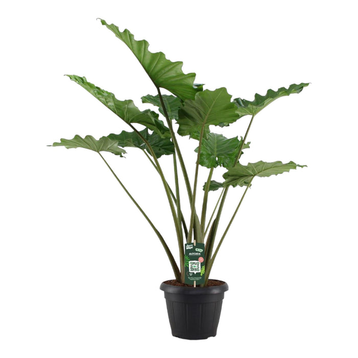 Alocasia Portodora - ↕140 cm - Ø34cm