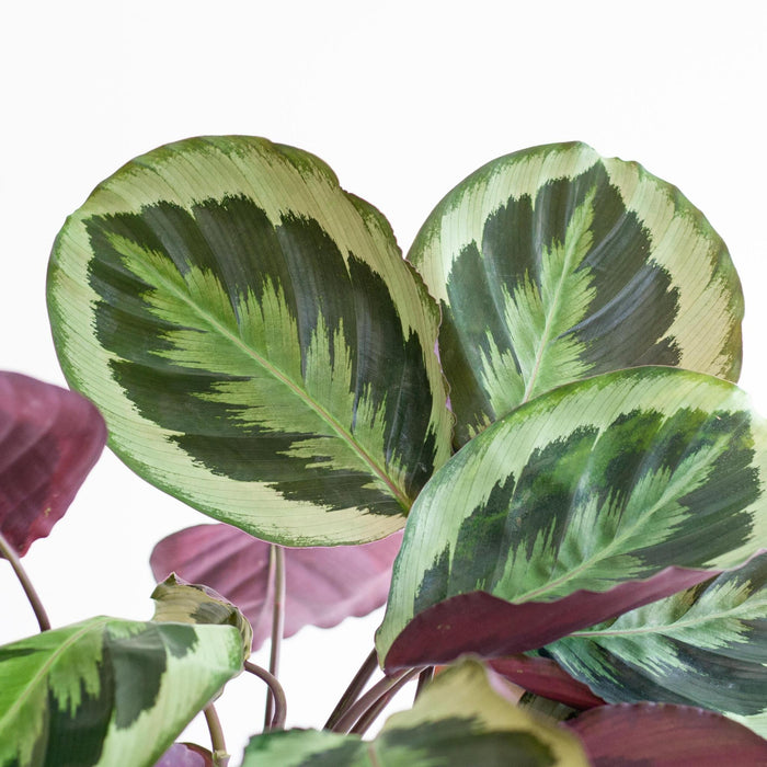 Calathea Medaillon met Viber wit - ↕65cm - Ø21cm