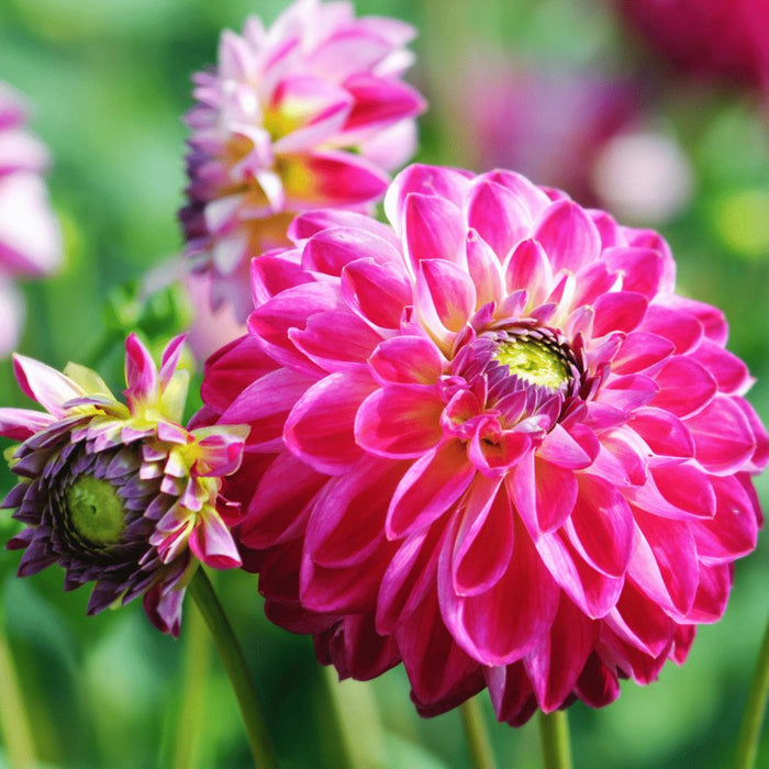 Flowerbulbs Amsterdam - 24 dahlia little robert knollen voor 4m², ronde en opgekrulde bloemblaadjes