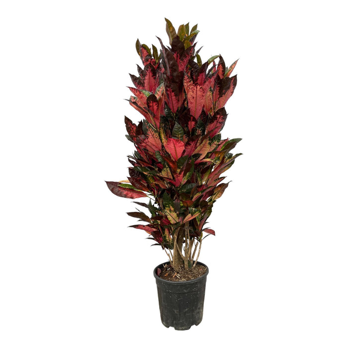 Codiaeum Iceton (Croton) - 150 cm - Ø30