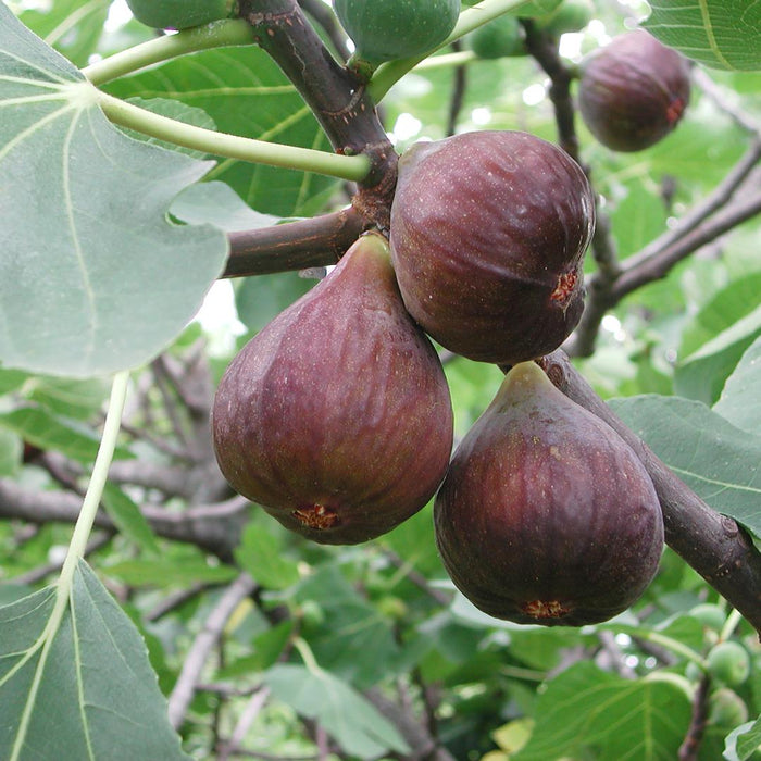 6 x Biologische Vijgenbomen - Ø 13 cm - ↨ 20 cm