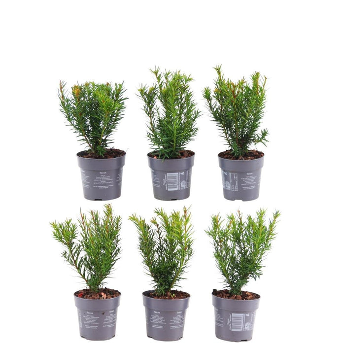 Plants by Frank - 1 meter Venijnboom haag - Taxus media Farmen - Set van 6 winterharde haagplanten - Groenblijvende haag - Vers van de kwekerij geleverd