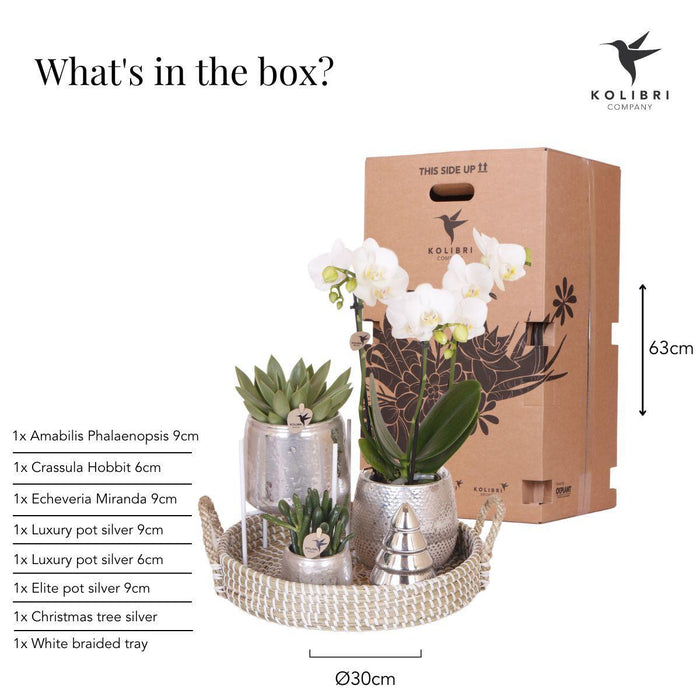 Kolibri Company | Gift set Christmas silver | Plantenset met witte Phalaenopsis Orchidee en Succulenten incl. keramieken sierpotten