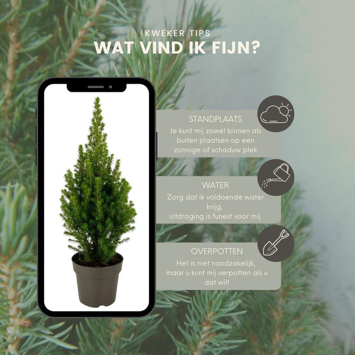 Kerstboompe - Picea Glauca Perfecta - 15 cm Ø - 40 cm ↨