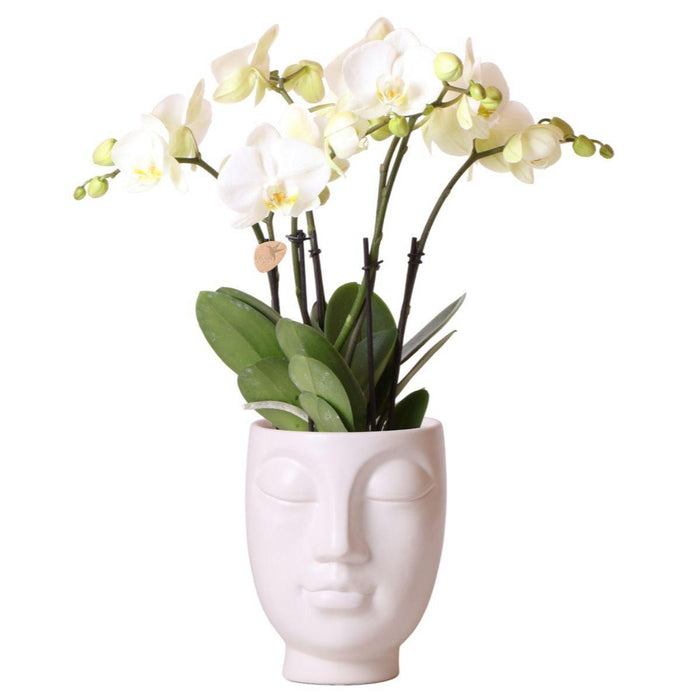 Kolibri Orchids | Witte Phalaenopsis orchidee Jewel Ghent in Face-2-Face white - Ø12cm