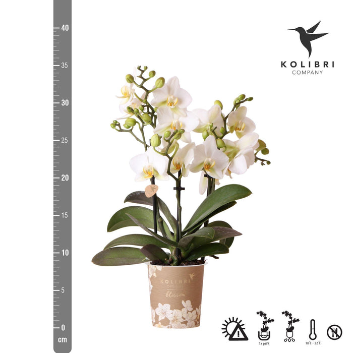 Kolibri Orchids | Witte phalaenopsis orchidee - Lausanne - potmaat Ø9cm | bloeiende kamerplant - vers van de kweker