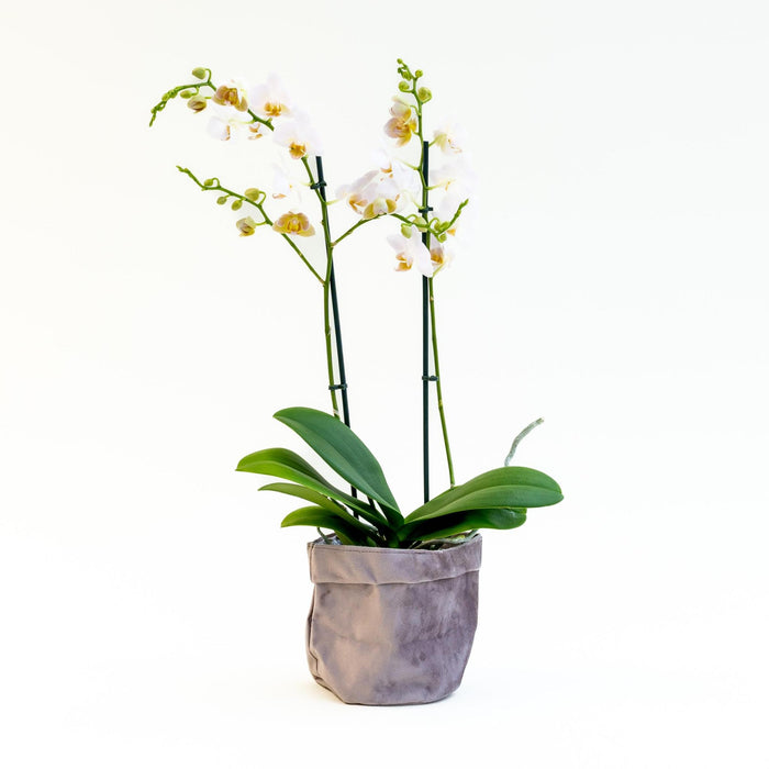 Plant Phalaenopsis with velvet pot