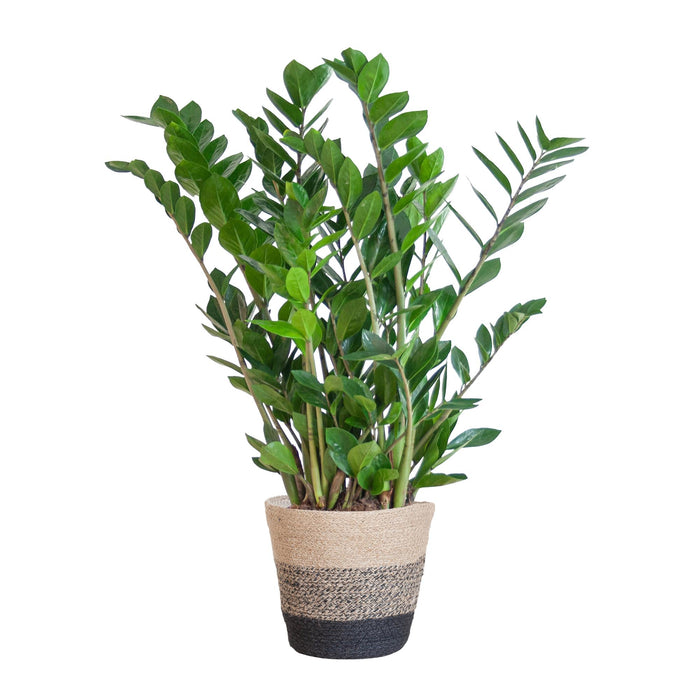 Zamioculcas Zamiifolia met Mand Lissabon zwart - 80cm - Ø21