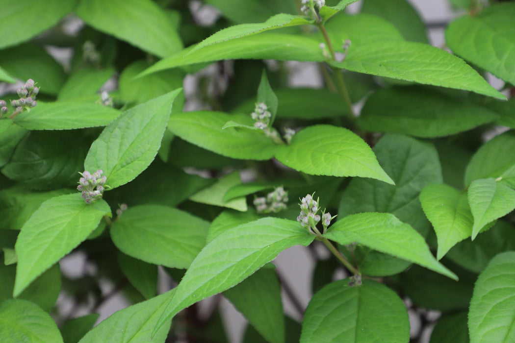 Deutzia hybrida 'Strawberry Fields' - ↨180cm - 1 pcs