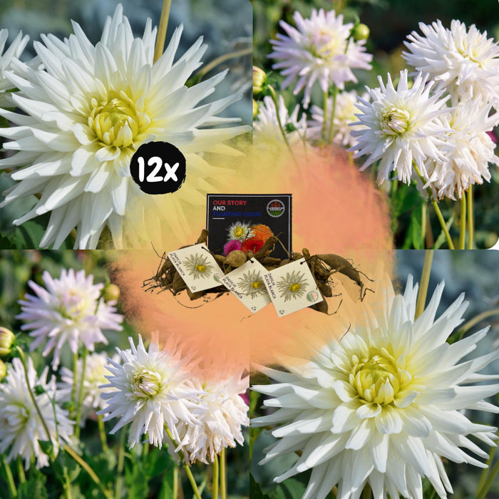 Flowerbulbs Amsterdam - 12 dahlia playa blanca knollen voor 2m², cactusvormige bloemen