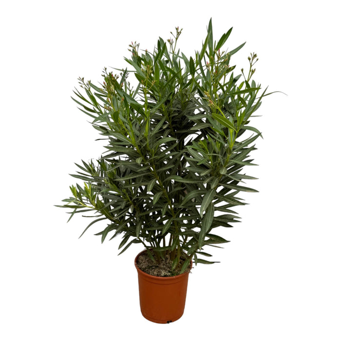 Nerium Oleander struik met rode bloem - 110 cm - Ø27cm