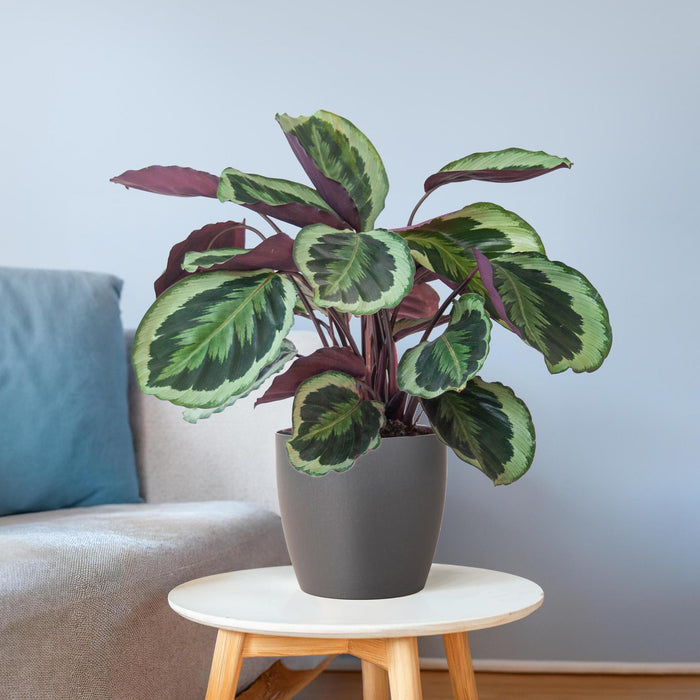 Calathea Medaillon met Viber grijs - ↕65cm - Ø21cm