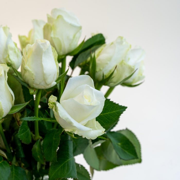 Letterbox Roses White | 35cm length