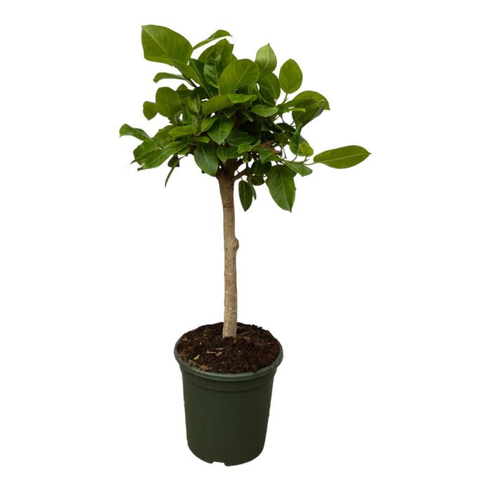 Ficus Altissimo Variegata - ↕120cm - Ø33cm