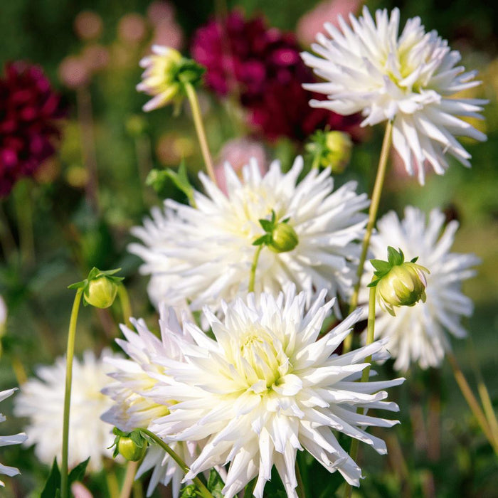 Flowerbulbs Amsterdam - 24 dahlia playa blanca knollen voor 4m², cactusvormige bloemen