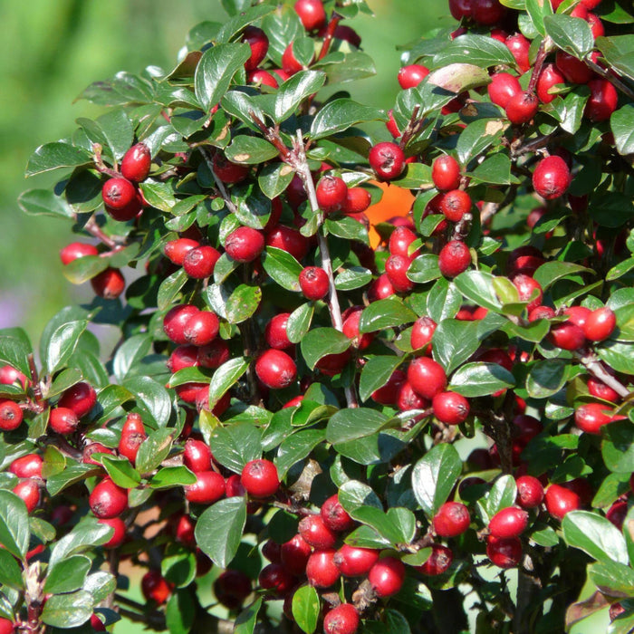 Cotoneaster dam. 'Major' - ↕25cm - Ø9cm  - 20x