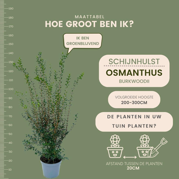 25 grote Schijnhulst planten voor 10 strekkende meter haag | ↕100-125 cm in 12 liter pot