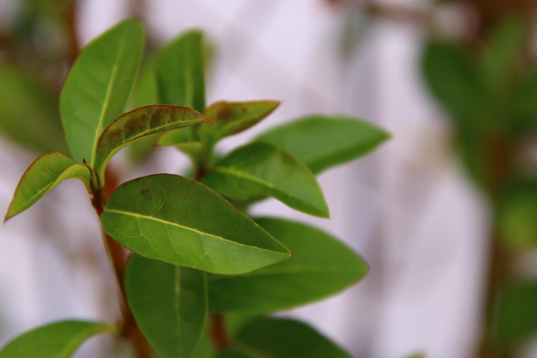 Ligustrum ovalifolium - ↨180cm - 1 pcs