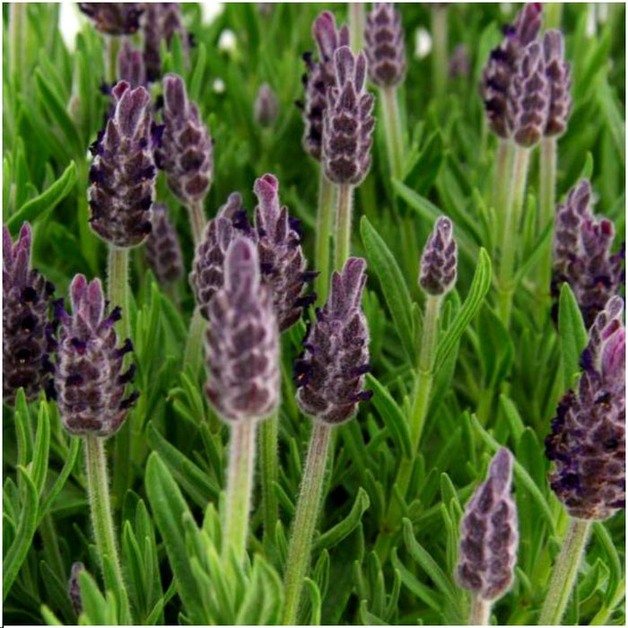 24 x Lavandula stoechas Anouk® - ↕25 cm - Ø12cm