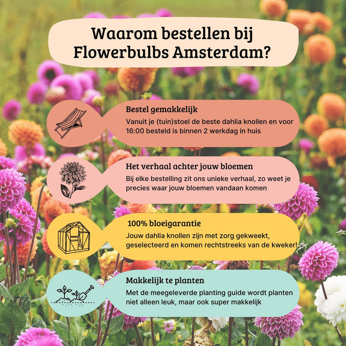 Flowerbulbs Amsterdam - Mix Outdoor Happiness, 12 Dahlia Little Robert & 12 Dahlia Heatwave knollen voor 4m²