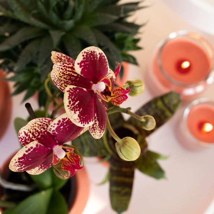 Kolibri Orchids | Geel rode phalaenopsis orchidee - Spain + Scandic sierpot terracotta - potmaat Ø9cm - 45cm hoog | bloeiende kamerplant - vers van de kweker