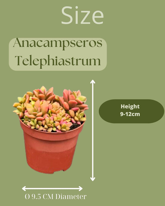 Succulenten- Anacampseros Rufescens Varigata- 8.5cmØ- ↕️8-10cm hoog- 3 stuks - Mexico