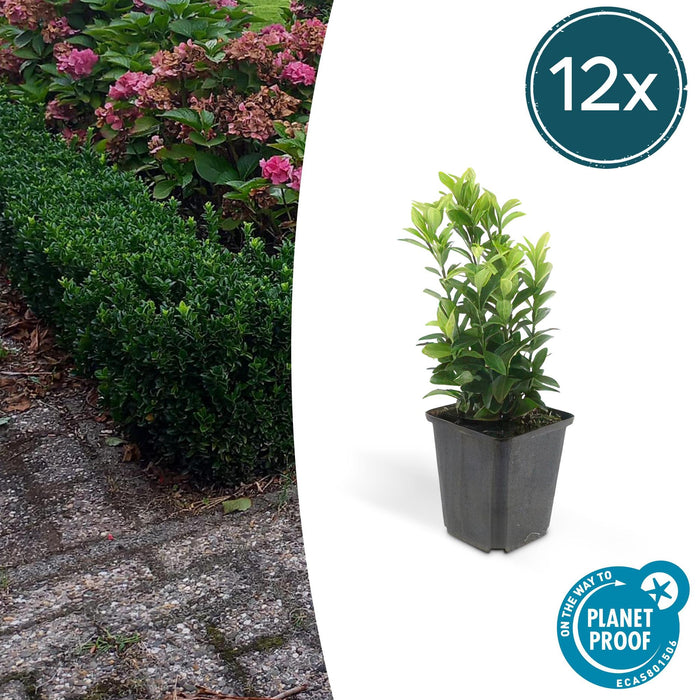 12x Euonymus Japonicus Green Spire (Buxus Vervanger) - ↕10-25cm - Ø9cm