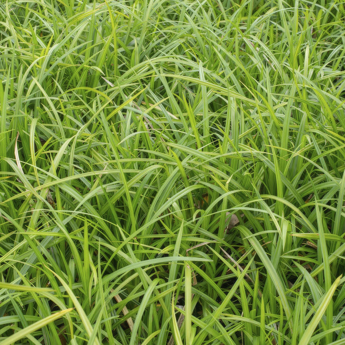 Carex morrowii 'Irish Green' - ↕10-25cm - Ø9cm - 20x