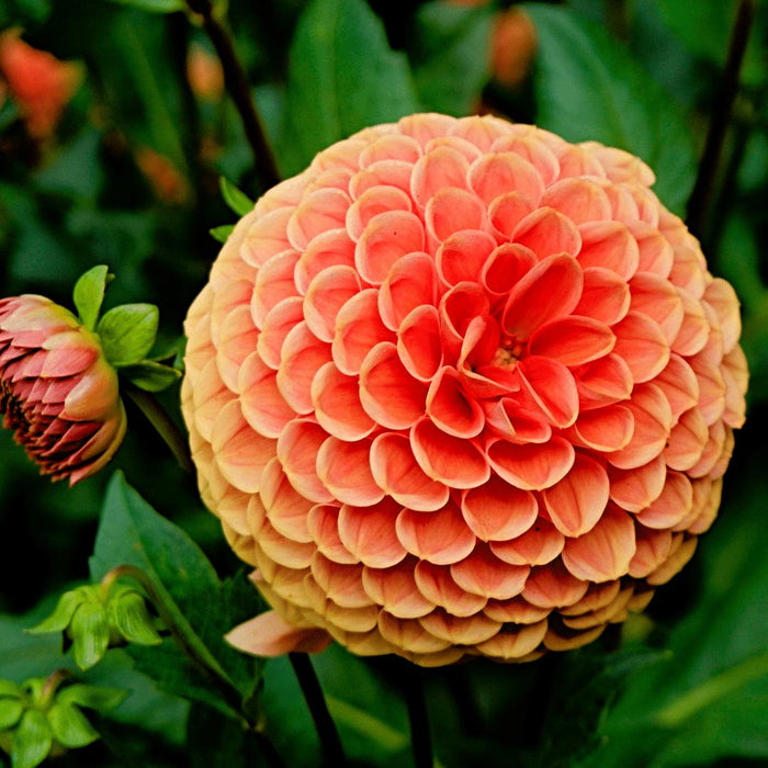 Flowerbulbs Amsterdam - 12 dahlia ralphie knollen voor 2m², glinsterende oranje bloemen