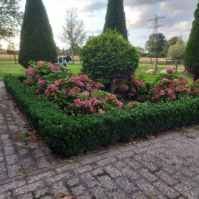 6x Euonymus Japonicus Green Spire (Buxus Vervanger) - ↕10-25cm - Ø9cm