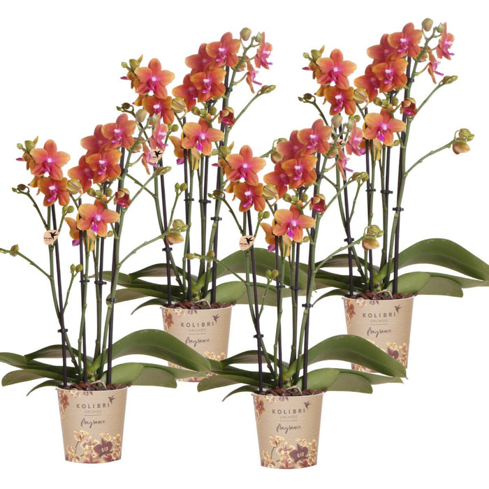 Kolibri Orchids I COMBI DEAL van 4 geurende oranje Phalaenopsis orchideeën - potmaat Ø12cm