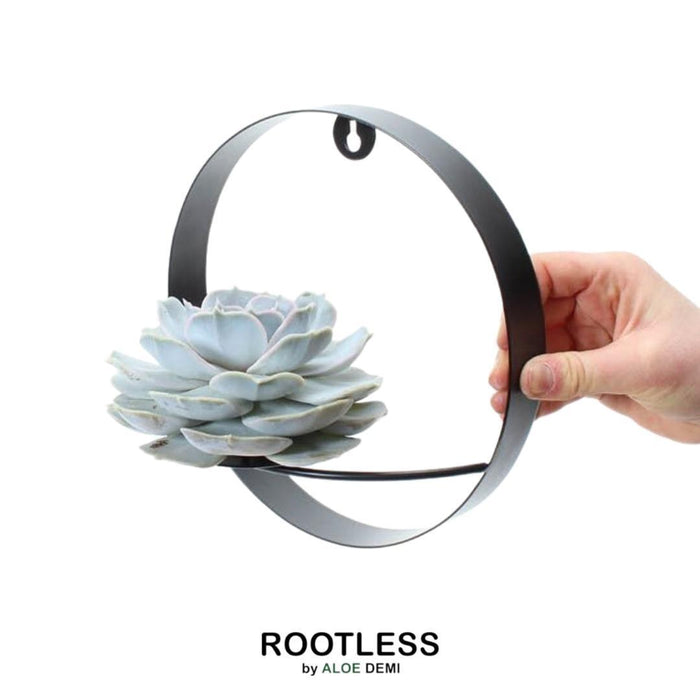 ROOTLESS Succulent Echeveria Lilacina op Muurdeco standaard zwart - ↕20cm - Ø20cm