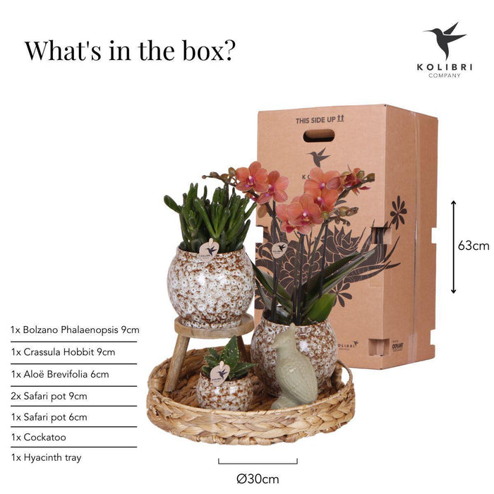 Kolibri Company | Gift set Untamed Nature | Plantenset met rode Phalaenopsis Orchidee en Succulenten incl. keramieken sierpotten