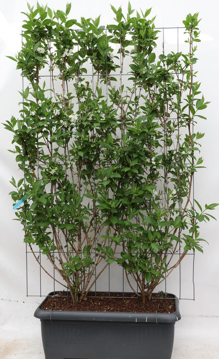 Weigela 'Candida' - ↕180cm - 1x