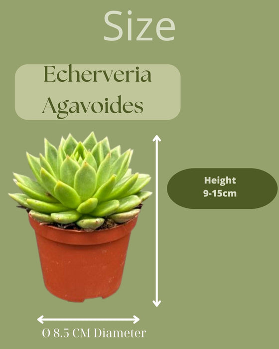 Succulenten - Echeveria Agavoides - 8.5cm Ø - ↕️9-14cm - 3 Stuks - geen