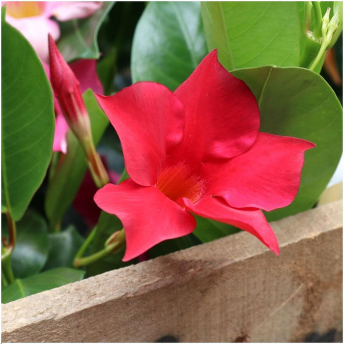 6 x Dipladenia Red - Mandevilla Red Ø12 cm - ↕25 cm