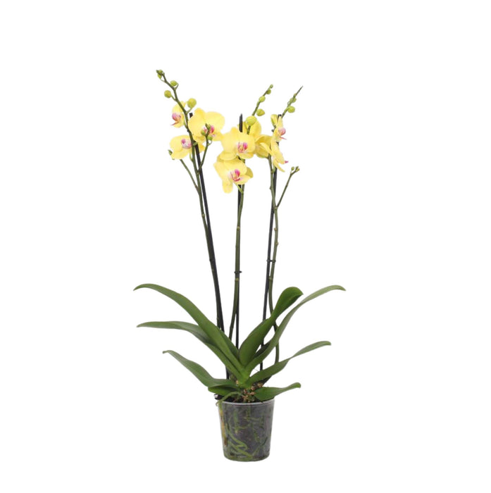 Phalaenopsis Lime Light - 3 tak - ↕60cm - Ø12cm