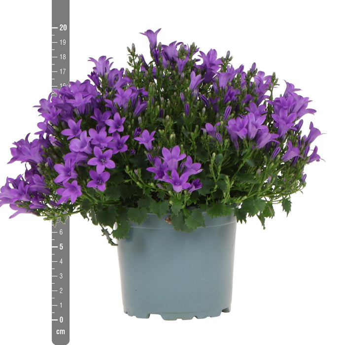 Campanula Addenda - Klokjesbloem paars potmaat 12cm - 1m2 bodembedekker - 6 stuks - Ambella purple - tuinplanten - winterhard