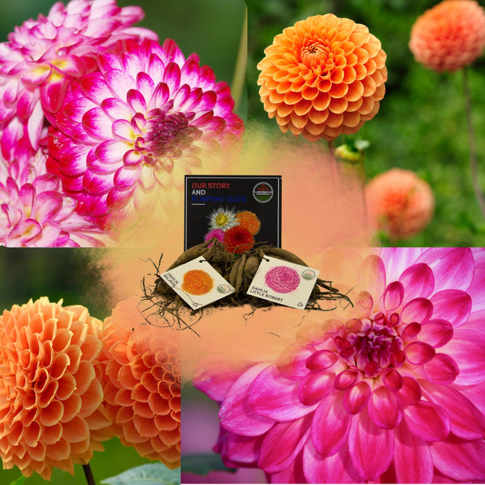 Flowerbulbs Amsterdam - Mix Pompon Splash, Dahlia Little Robert & Dahlia Ralphie, 2 stuks