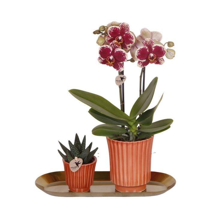 Kolibri Orchids | Plantenset Culture Cocktail terracotta small | Groene planten met Phalaenopsis orchidee in Retro terracotta sierpotten en gouden dienblad