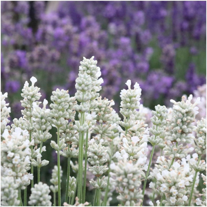 12 x 6 pack Lavendel angustifolia white - 72 x ↕15cm - Ø7cm