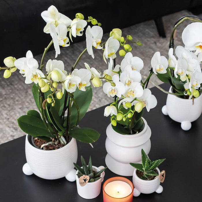 Kolibri Home | Rolling witte bloempot - witte keramieken sierpot - Ø9cm