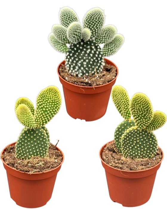 Cactus- opuntia microdasys- 8.5cmØ- ↕️15-20cm hoog- 3 stuks - Geen