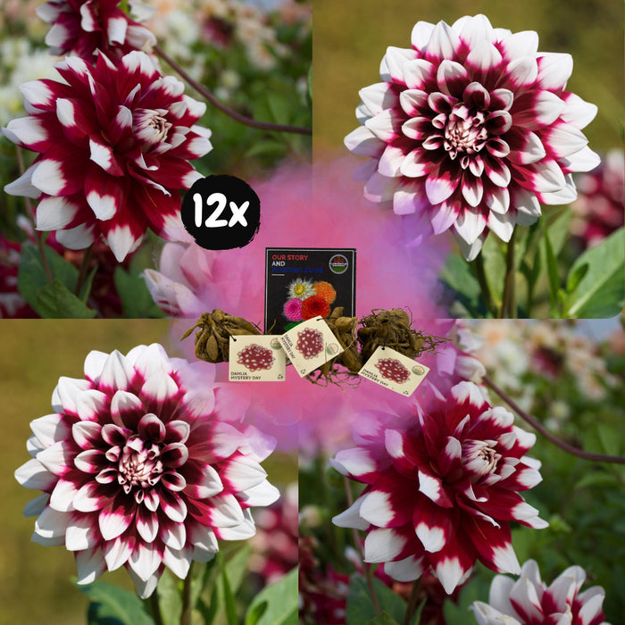 Flowerbulbs Amsterdam - 12 dahlia mystery day knollen voor 2m², grootbloemige uitstraling