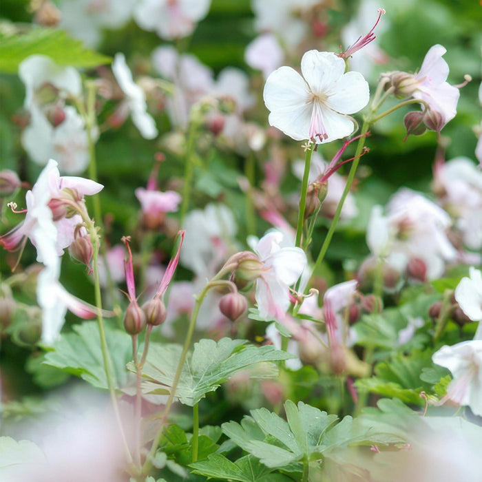 Geranium cant. 'Biokovo' - ↕10-25cm - Ø9cm  - 40x