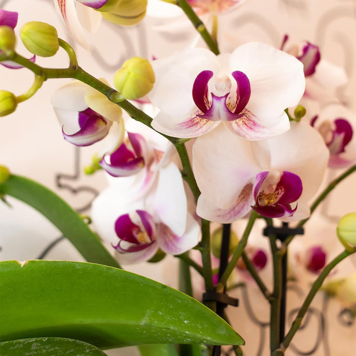 Kolibri Orchids | Witte Phalaenopsis orchidee - Mineral Gibraltar - Ø9cm | bloeiende kamerplant