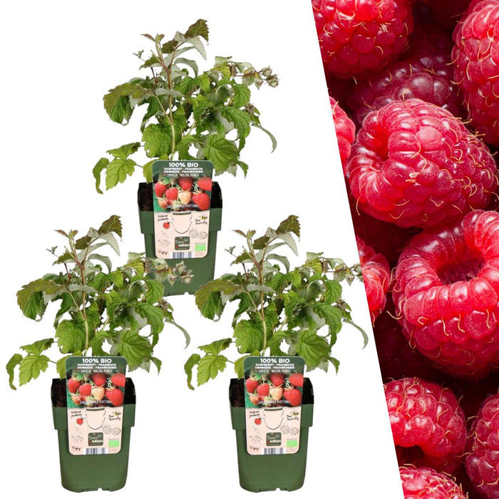 3 x biologische frambozenplanten - Ø 13 cm - ↨ 20 cm