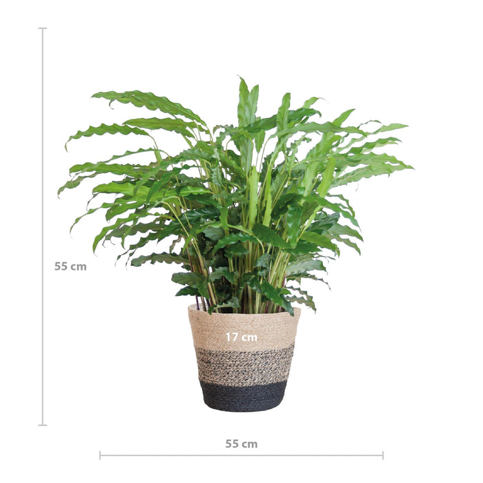 Calathea Rufibarba met Mand Lissabon zwart - ↕55cm - Ø17cm