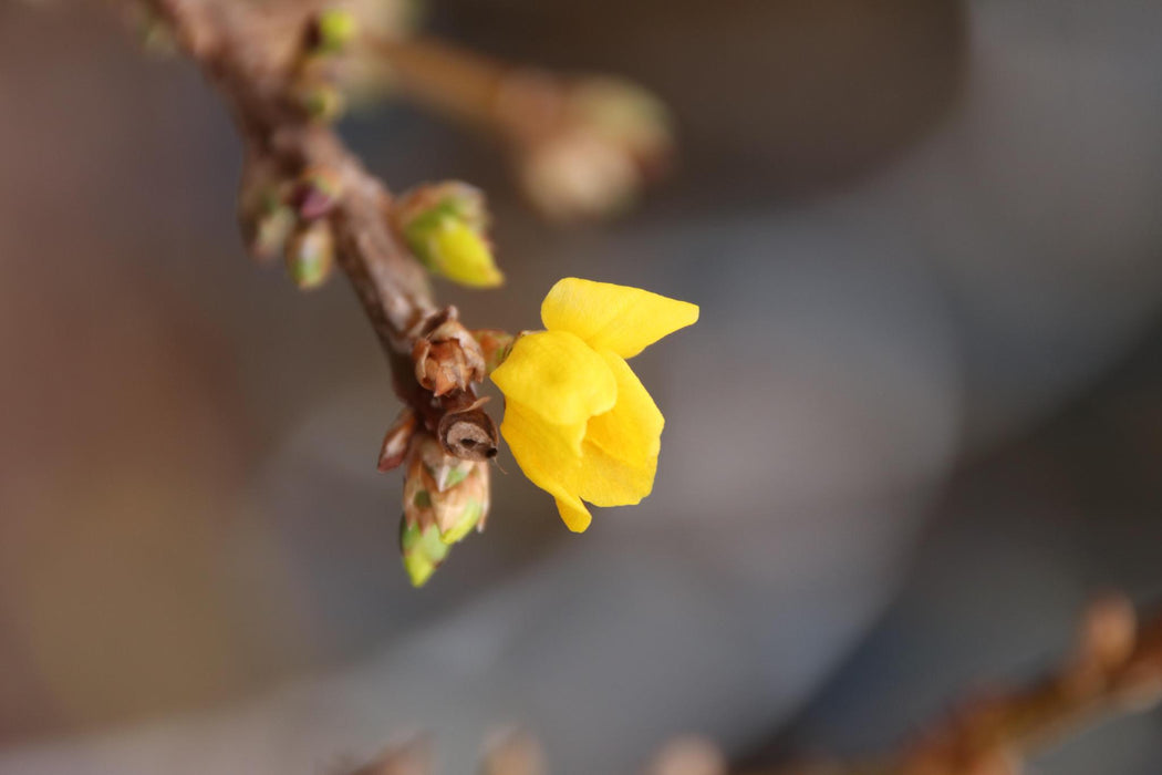 Forsythia int. 'Lynwood' - ↨180cm - 1 pcs